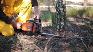 Best Commercial Tree Services  in Loma Ri, CA